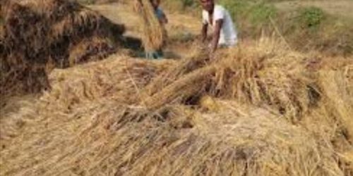ଲଘୁଚାପ ବର୍ଷାରେ କ୍ଷେତ ଓ ଖଳାରେ ଭିଜୁଛି ପାଚିଲା ଧାନ: ଚିନ୍ତାରେ ଚାଷୀ କୂଳ