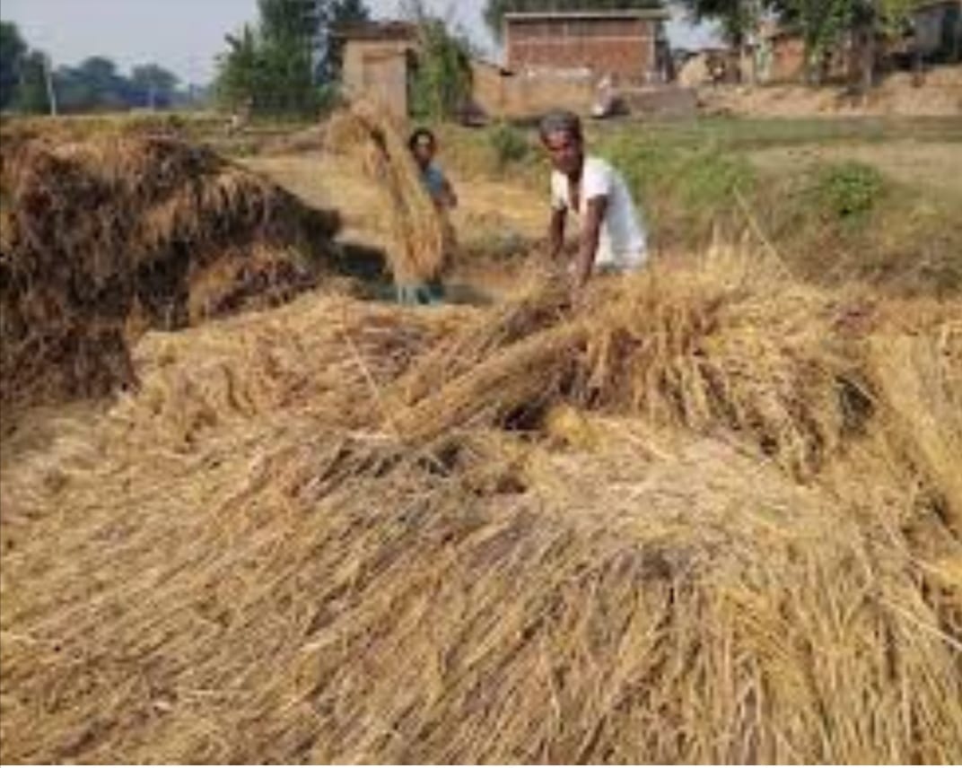 You are currently viewing ଲଘୁଚାପ ବର୍ଷାରେ କ୍ଷେତ ଓ ଖଳାରେ ଭିଜୁଛି ପାଚିଲା ଧାନ: ଚିନ୍ତାରେ ଚାଷୀ କୂଳ