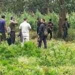 Read more about the article କୁଟିକିଆ ଅଞ୍ଚଳରୁ ୧୨୦ ଏକର ଗଞ୍ଜେଇ ଗଛ ନଷ୍ଟ