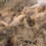 Read more about the article ପୁନଶ୍ଚ ସୀମାନ୍ତରେ ମାତିଲେ ଝାରଖଣ୍ଡି ହାତୀପଲ