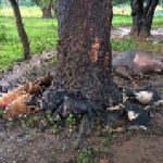 Read more about the article ଅଚାନକ ବଜ୍ରାଘାତ ନେଲା ଏଗାରଟି ଗୃହ ପାଳିତ ପ୍ରାଣୀ ର ଜୀବନ: ଅଳ୍ପକେ ବର୍ତ୍ତିଲେ ଛେଳି ଚରାଳି