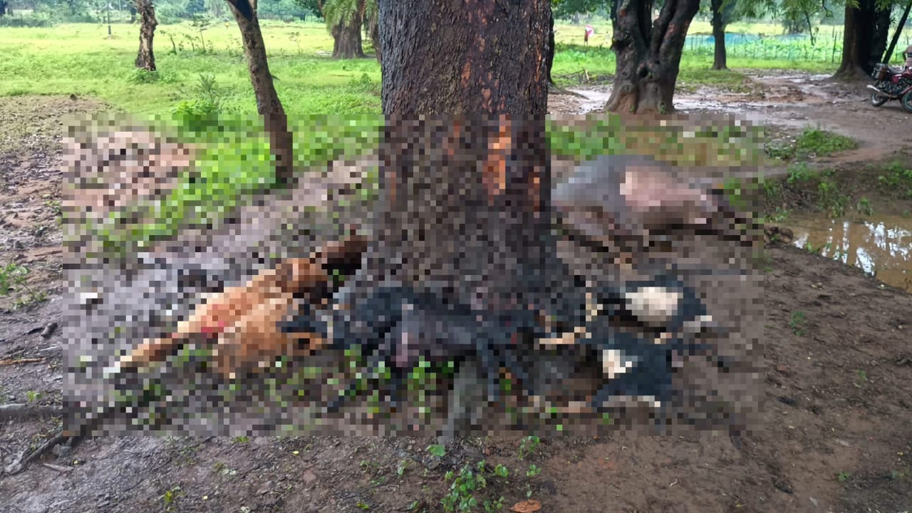 You are currently viewing ଅଚାନକ ବଜ୍ରାଘାତ ନେଲା ଏଗାରଟି ଗୃହ ପାଳିତ ପ୍ରାଣୀ ର ଜୀବନ: ଅଳ୍ପକେ ବର୍ତ୍ତିଲେ ଛେଳି ଚରାଳି