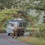 Read more about the article ରାଜ୍ୟ ରାଜପଥ ରେ ଗଜରାଜ: ଯାତ୍ରୀବାହୀ ବସ ସମ୍ମୁଖକୁ ଆସିବାରୁ ଯାତ୍ରୀ ଭୟଭୀତ