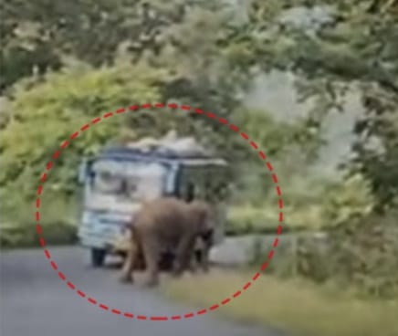 You are currently viewing ରାଜ୍ୟ ରାଜପଥ ରେ ଗଜରାଜ: ଯାତ୍ରୀବାହୀ ବସ ସମ୍ମୁଖକୁ ଆସିବାରୁ ଯାତ୍ରୀ ଭୟଭୀତ