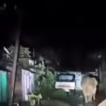 Read more about the article ସହରରେ ବୁଲିଲା ଦନ୍ତା ହାତୀ: ଭୟଭୀତ ଲୋକେ : ଜଙ୍ଗଲ କର୍ତ୍ତୃପକ୍ଷଙ୍କ ଦୃଷ୍ଟି ପଡୁ