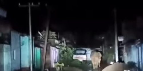 ସହରରେ ବୁଲିଲା ଦନ୍ତା ହାତୀ: ଭୟଭୀତ ଲୋକେ : ଜଙ୍ଗଲ କର୍ତ୍ତୃପକ୍ଷଙ୍କ ଦୃଷ୍ଟି ପଡୁ