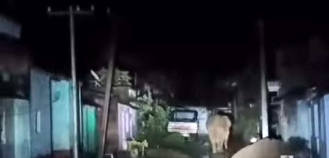 You are currently viewing ସହରରେ ବୁଲିଲା ଦନ୍ତା ହାତୀ: ଭୟଭୀତ ଲୋକେ : ଜଙ୍ଗଲ କର୍ତ୍ତୃପକ୍ଷଙ୍କ ଦୃଷ୍ଟି ପଡୁ