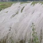 Read more about the article ଦେବୀଙ୍କ ଆଗମନକୁ ସୂଚେଇ ଦେଉଛି କାଶତଣ୍ଡୀ ,