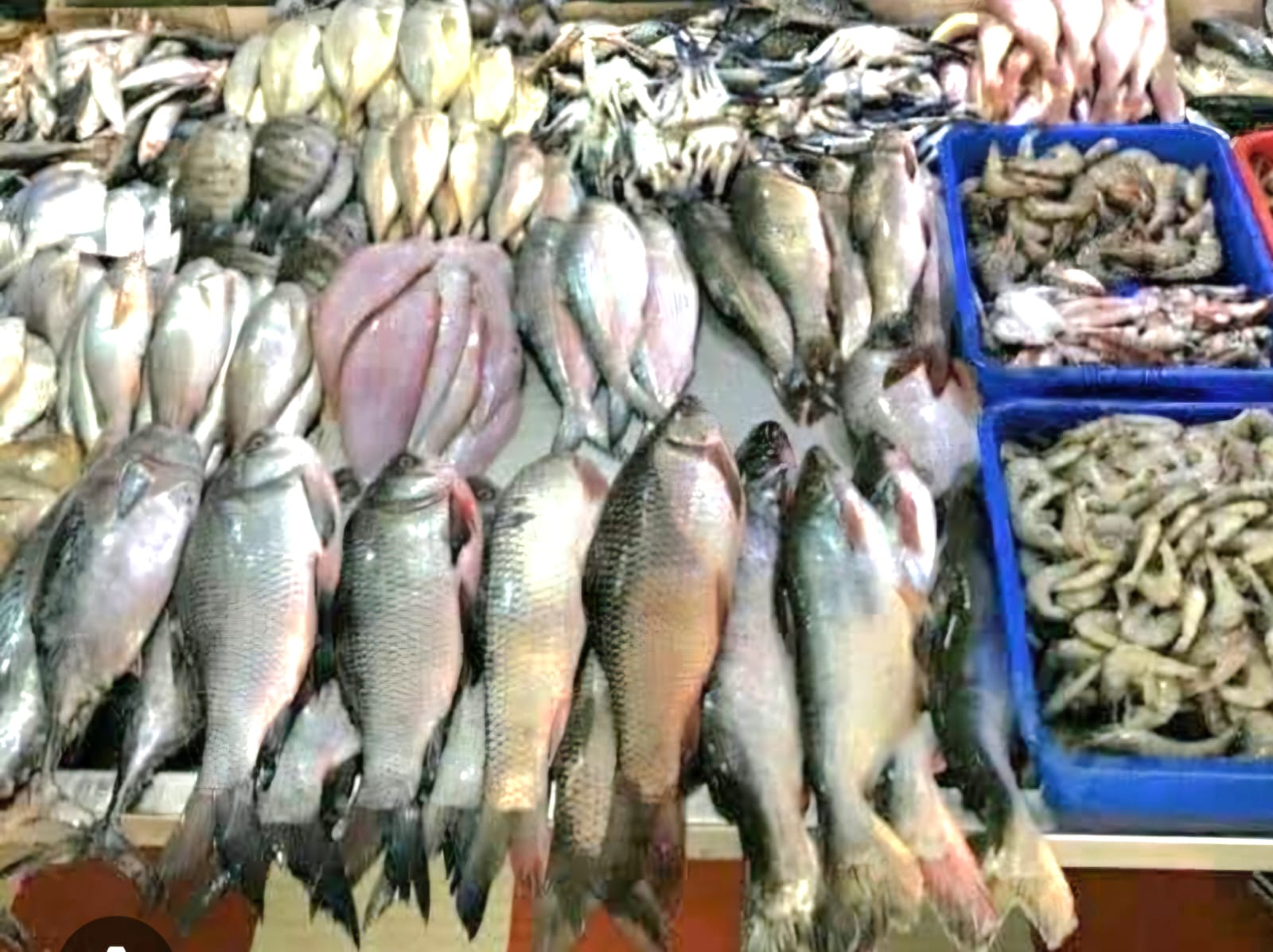 You are currently viewing ଏଥର ମାଡ୍ ଖାଇବ ଛାଡଖାଇ