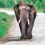 Read more about the article ଝିରିପାଣି ଜଙ୍ଗଲରେ ଦନ୍ତା ହାତୀର ମୃତ୍ୟୁ, କାରଣ ଅସ୍ପଷ୍ଟ