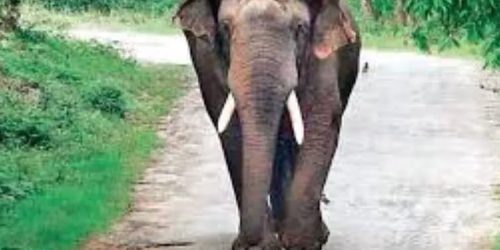 ଝିରିପାଣି ଜଙ୍ଗଲରେ ଦନ୍ତା ହାତୀର ମୃତ୍ୟୁ, କାରଣ ଅସ୍ପଷ୍ଟ