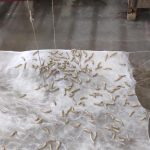 Read more about the article କୋଲ୍ ଇଣ୍ଡିଆର ସି.ଏସ୍.ଆର୍. ସହାୟତାରେ ଆଇ.ଆଇ.ଟି. ବମ୍ବେର ଏକ ପାଇଲଟ ପ୍ରକଳ୍ପ ‘ଜୀବୋଦୟା’ ରେଶମ ଚାଷ କ୍ଷେତ୍ରରେ ଏକ ବଡ଼ ସଫଳତା।