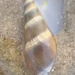 Read more about the article ସମୁଦ୍ରକୂଳେ ହଜାର ହଜାର ଜୀବନ୍ତ ଶାମୁକାଆଗକୁ ବିପଦ ଆଶଙ୍କା