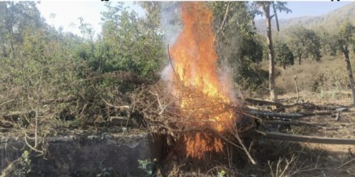 ସାଇନପଡା ଜଙ୍ଗଲ ଅଞ୍ଚଳରୁ ୧୨ ଏକର ଗଞ୍ଜେଇ ଗଛ ପୋଡାଗଲା