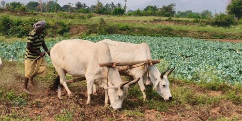ସୋରଡ଼ା ରେ ଟମାଟ ର ଅଭାବି ବିକ୍ରି, କେଜି ପ୍ରତି ଦୁଇ ରୁ ତିନି ଟଙ୍କା
