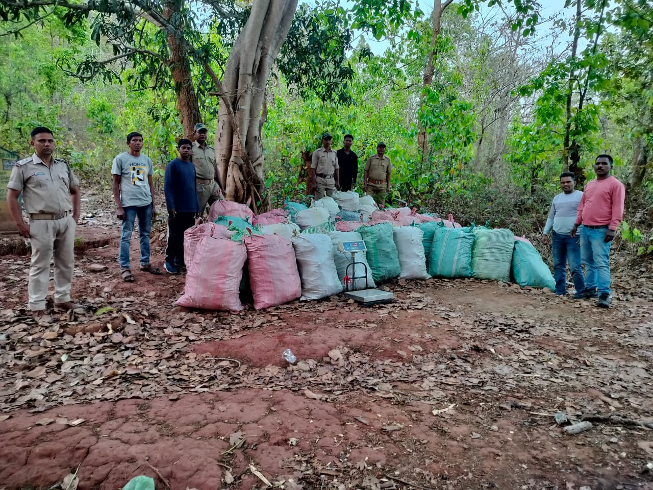 You are currently viewing ପୋଲିସ ପାଟ୍ରୋଲିଂ ବେଳେ ଜଙ୍ଗଲ ଅଞ୍ଚଳରେ ଗଛିତ ଥିବା ୨୦୩୮ କେଜି ବେଆଇନ ଗଞ୍ଜେଇ ଜବତ