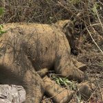 Read more about the article ହାତୀ ସୁରକ୍ଷା ଦିଗହରା : ବେଲଘରରେ ପୁଣି ଏକ ଦନ୍ତା ହାତୀ ମୃତ : ୪ ମାସରେ ମଲେଣି ୩ ହାତୀ