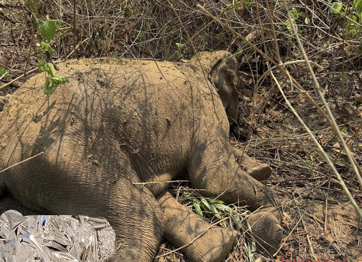 You are currently viewing ହାତୀ ସୁରକ୍ଷା ଦିଗହରା : ବେଲଘରରେ ପୁଣି ଏକ ଦନ୍ତା ହାତୀ ମୃତ : ୪ ମାସରେ ମଲେଣି ୩ ହାତୀ