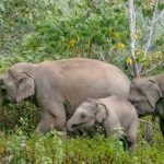 Read more about the article ବ୍ରାହ୍ମଣୀଗାଁ ବନାଞ୍ଚଳ ରେ ହାତୀପଲ : ବନ ବିଭାଗ ପକ୍ଷରୁ ସଚେତନତା