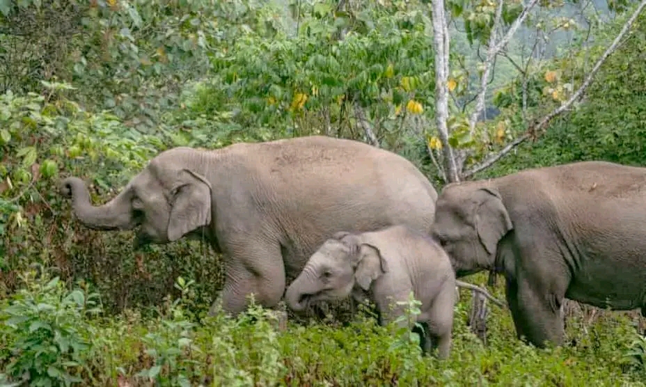 You are currently viewing ବ୍ରାହ୍ମଣୀଗାଁ ବନାଞ୍ଚଳ ରେ ହାତୀପଲ : ବନ ବିଭାଗ ପକ୍ଷରୁ ସଚେତନତା