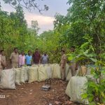 Read more about the article ଜଙ୍ଗଲ ମଧ୍ୟରେ ଗଛିତ ଥିବା ୩୫୪୮ କେଜି ବେଆଇନ ଗଞ୍ଜେଇ ଜବତ