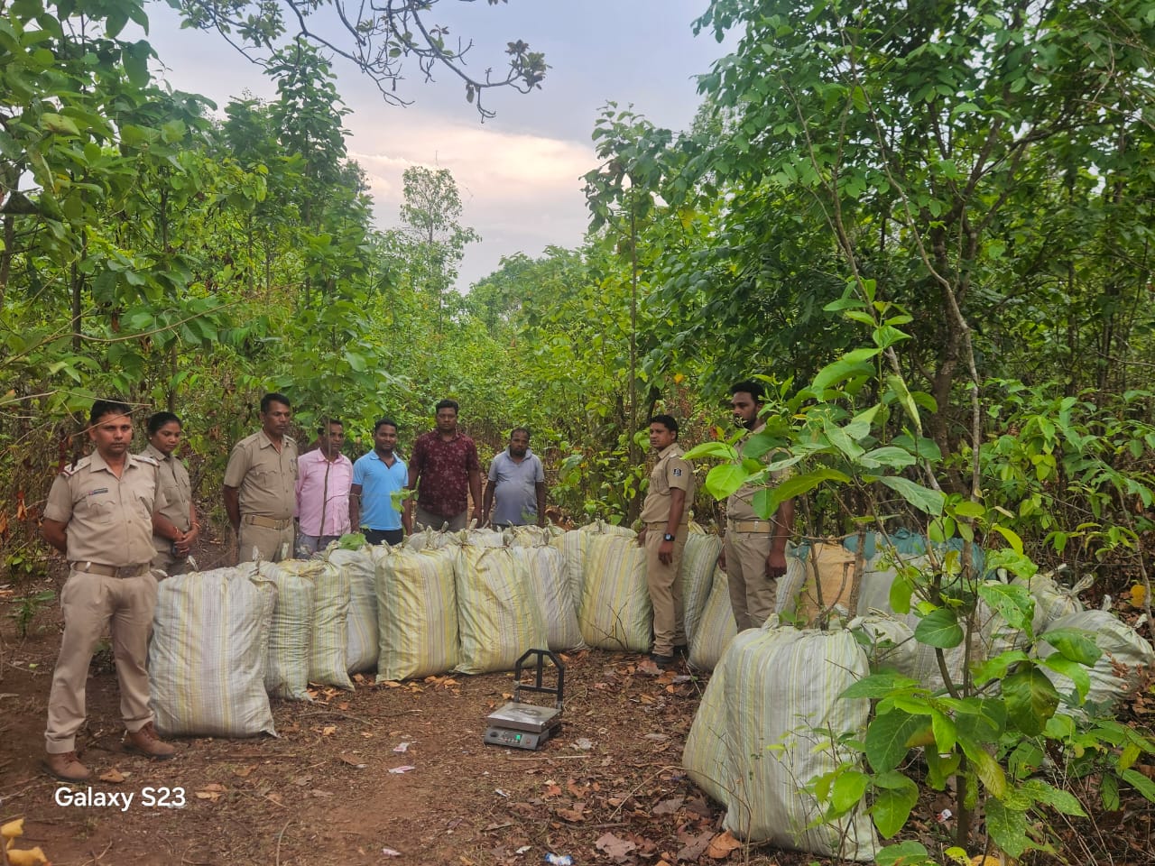 You are currently viewing ଜଙ୍ଗଲ ମଧ୍ୟରେ ଗଛିତ ଥିବା ୩୫୪୮ କେଜି ବେଆଇନ ଗଞ୍ଜେଇ ଜବତ