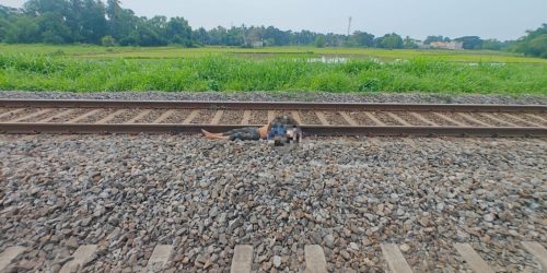 ରେଳ ଟ୍ରାକରୁ ଯୁବକଙ୍କ ମୃତ ଦେହ ଉଦ୍ଧାର